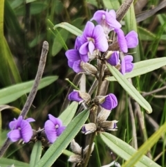 Hovea heterophylla (Common Hovea) at The Pinnacle - 29 Jul 2023 by sangio7