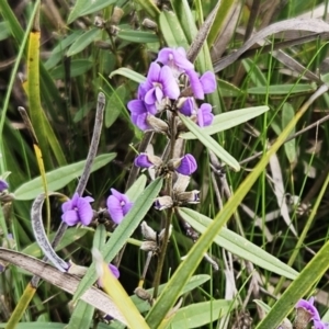 Hovea heterophylla at Hawker, ACT - 29 Jul 2023