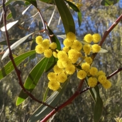 Acacia pycnantha (Golden Wattle) at Mount Jerrabomberra - 27 Jul 2023 by Cuumbeun