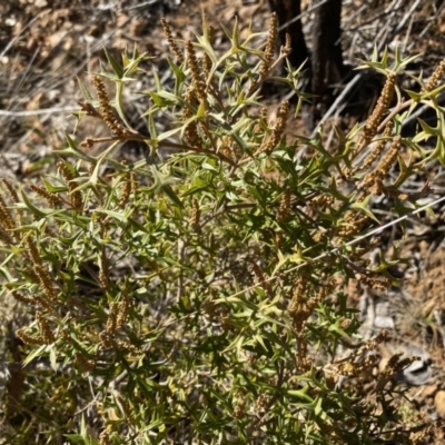 Grevillea ramosissima subsp. ramosissima (Fan Grevillea) at Mount Jerrabomberra QP - 27 Jul 2023 by Cuumbeun