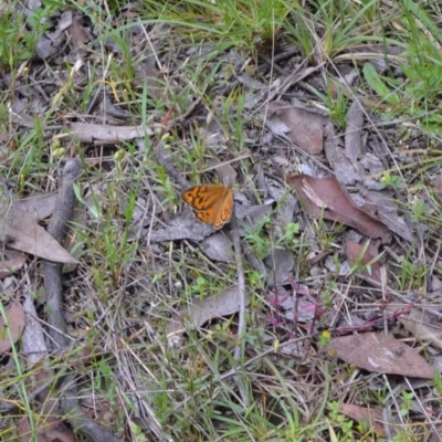 Heteronympha merope (Common Brown Butterfly) at Yass River, NSW - 27 Nov 2021 by 120Acres