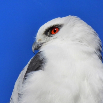 Elanus axillaris (Black-shouldered Kite) at Kambah, ACT - 29 Jul 2023 by HelenCross