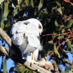 Elanus axillaris at Kambah, ACT - 30 Jul 2023