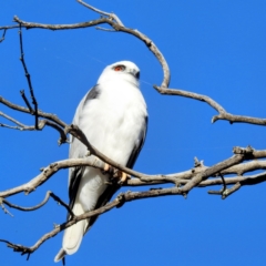 Elanus axillaris at Kambah, ACT - 30 Jul 2023