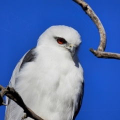 Elanus axillaris at Kambah, ACT - 30 Jul 2023 08:33 AM