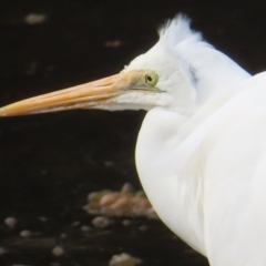 Ardea alba (Great Egret) at Burrill Lake, NSW - 28 Jul 2023 by MatthewFrawley