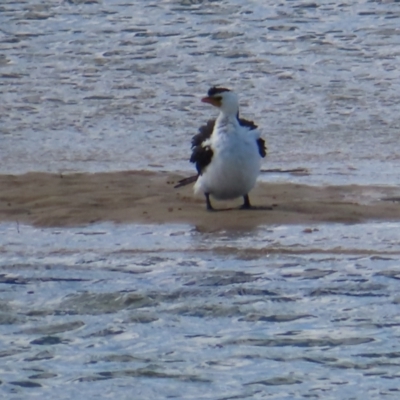 Microcarbo melanoleucos (Little Pied Cormorant) at Burrill Lake, NSW - 28 Jul 2023 by MatthewFrawley