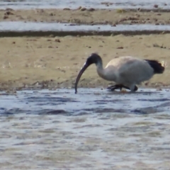 Threskiornis molucca (Australian White Ibis) at Burrill Lake, NSW - 28 Jul 2023 by MatthewFrawley