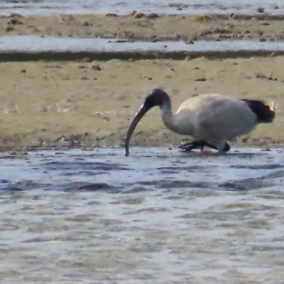 Threskiornis molucca (Australian White Ibis) at Burrill Lake, NSW - 28 Jul 2023 by MatthewFrawley