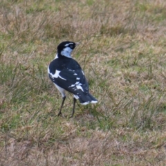 Grallina cyanoleuca (Magpie-lark) at Burrill Lake, NSW - 28 Jul 2023 by MatthewFrawley