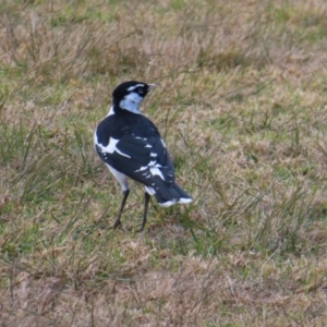 Grallina cyanoleuca at Burrill Lake, NSW - 28 Jul 2023 12:45 PM