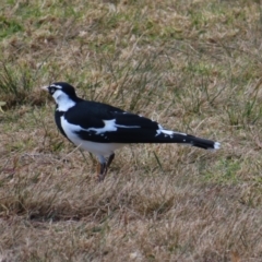 Grallina cyanoleuca at Burrill Lake, NSW - 28 Jul 2023 12:45 PM