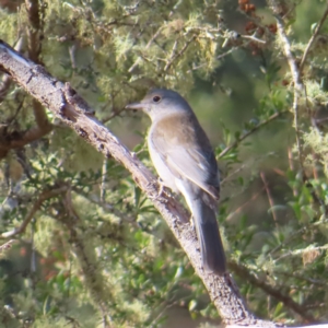 Colluricincla harmonica at Majors Creek, NSW - 29 Jul 2023