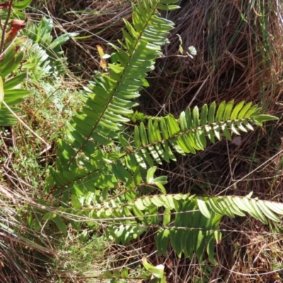 Pellaea falcata (Sickle Fern) at Majors Creek, NSW - 29 Jul 2023 by MatthewFrawley