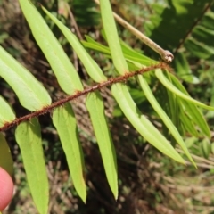 Pellaea falcata at Majors Creek, NSW - 29 Jul 2023