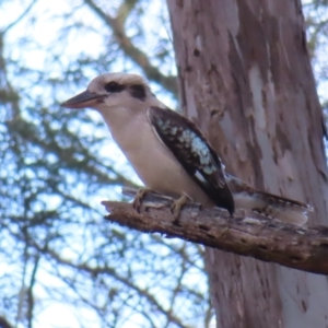 Dacelo novaeguineae at Majors Creek, NSW - 29 Jul 2023 12:06 PM