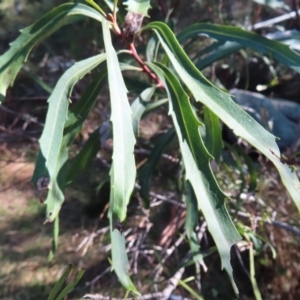 Lomatia myricoides at Reidsdale, NSW - 29 Jul 2023 12:08 PM