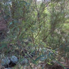 Lomatia myricoides at Reidsdale, NSW - 29 Jul 2023