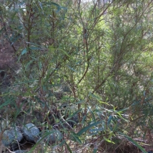 Lomatia myricoides at Reidsdale, NSW - 29 Jul 2023