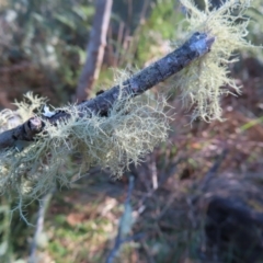 Usnea sp. (genus) at Reidsdale, NSW - 29 Jul 2023