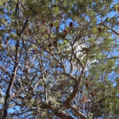 Banksia marginata (Silver Banksia) at Reidsdale, NSW - 29 Jul 2023 by MatthewFrawley