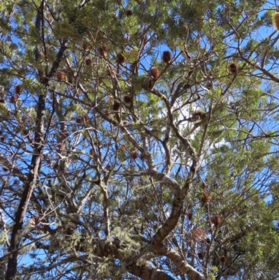 Banksia marginata (Silver Banksia) at Reidsdale, NSW - 29 Jul 2023 by MatthewFrawley