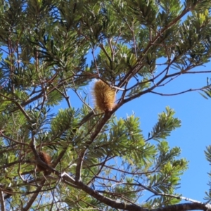 Banksia marginata at Reidsdale, NSW - 29 Jul 2023 12:20 PM