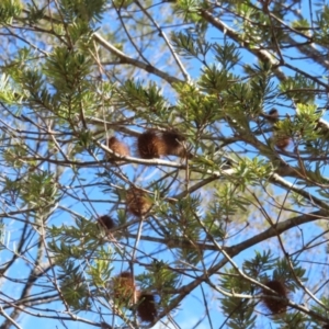 Banksia marginata at Reidsdale, NSW - 29 Jul 2023 12:20 PM