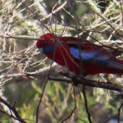 Platycercus elegans (Crimson Rosella) at Reidsdale, NSW - 29 Jul 2023 by MatthewFrawley