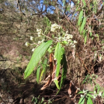 Olearia lirata (Snowy Daisybush) at Reidsdale, NSW - 29 Jul 2023 by MatthewFrawley