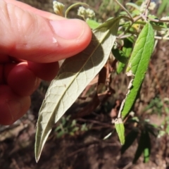 Olearia lirata at Reidsdale, NSW - 29 Jul 2023 12:41 PM