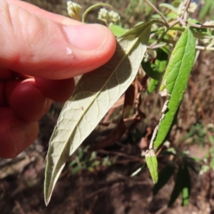 Olearia lirata at Reidsdale, NSW - 29 Jul 2023 12:41 PM