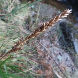 Carex appressa at Reidsdale, NSW - 29 Jul 2023 12:47 PM