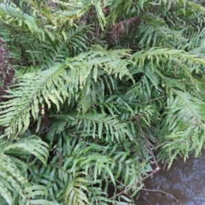 Blechnum minus at Reidsdale, NSW - 29 Jul 2023 04:21 PM