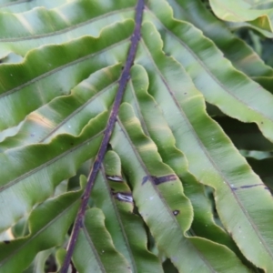 Blechnum minus at Reidsdale, NSW - 29 Jul 2023 04:21 PM