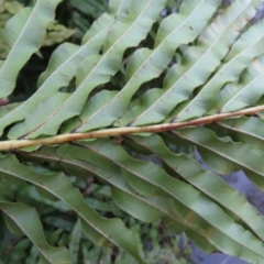 Blechnum minus at Reidsdale, NSW - 29 Jul 2023 04:21 PM