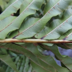 Blechnum minus at Reidsdale, NSW - 29 Jul 2023 04:21 PM