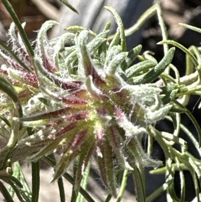 Cassinia longifolia (Shiny Cassinia, Cauliflower Bush) at Belconnen, ACT - 30 Jul 2023 by lbradley