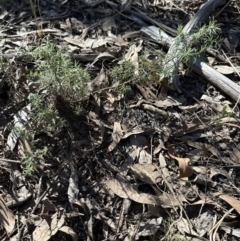 Cassinia longifolia at Aranda, ACT - 30 Jul 2023 12:42 PM