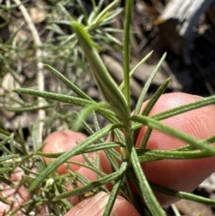 Cassinia longifolia at Aranda, ACT - 30 Jul 2023 12:42 PM