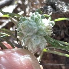 Cassinia longifolia at Aranda, ACT - 30 Jul 2023 12:42 PM