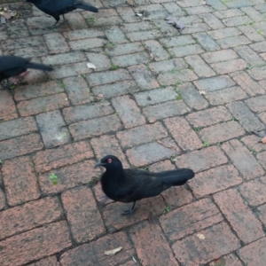 Corcorax melanorhamphos at Downer, ACT - 30 Jul 2023 09:37 AM