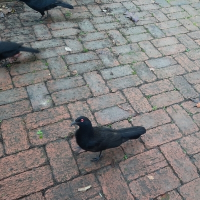 Corcorax melanorhamphos (White-winged Chough) at Downer, ACT - 30 Jul 2023 by RobertD