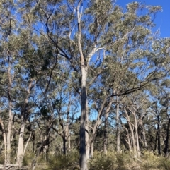 Eucalyptus globoidea (White Stringybark) at Bungonia National Park - 30 Jul 2023 by MattM