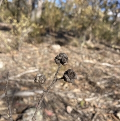 Eucalyptus globoidea at Bungonia, NSW - 30 Jul 2023