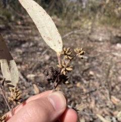 Eucalyptus globoidea at Bungonia, NSW - 30 Jul 2023