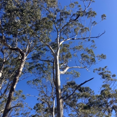 Eucalyptus moluccana (Grey Box) at Bungonia National Park - 30 Jul 2023 by MattM