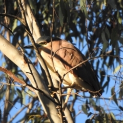 Nycticorax caledonicus (Nankeen Night-Heron) at Splitters Creek, NSW - 27 Jul 2023 by GlossyGal