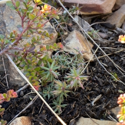 Leucopogon fletcheri subsp. brevisepalus (Twin Flower Beard-Heath) at Namadgi National Park - 29 Jun 2023 by Tapirlord