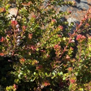 Leionema lamprophyllum subsp. obovatum at Cotter River, ACT - 29 Jun 2023